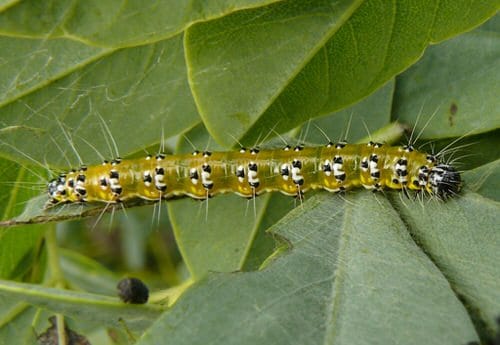 Types of Green Caterpillars 18