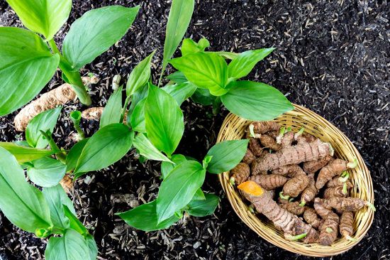 Types of Ginger Plants and Varieties