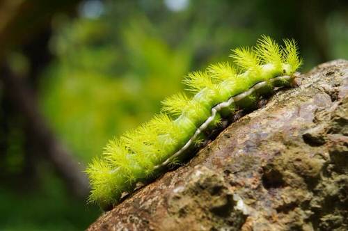 Types of Green Caterpillars 20