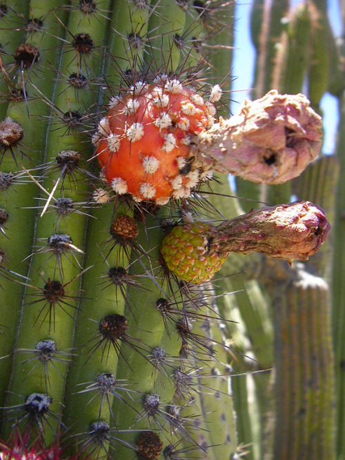 Fruits That Grow on Cactus 10